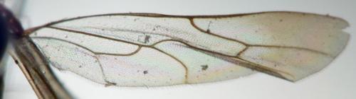 Agenioideus sericeus